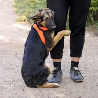 犬が『臆病な性格』か確認できる３つのチェックポイント　ビビリやすい愛犬への正しい接し方や注意点を解説