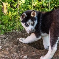 犬が持っている『習性と能力』4つ　飼う前に理解しておくべきポイントとは