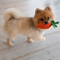 犬が『おもちゃを離さない』ときの心理3つ　愛犬が執着している理由から対処法まで