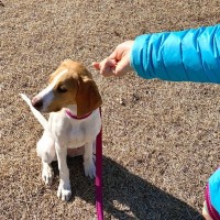 犬がわがままに育つ『絶対NG行為』5選　自己中な性格にさせないためのしつけ方まで解説