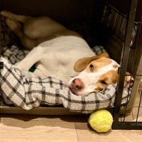 犬に負担となる『NG行為』5選　今日から改善すべき飼い主のタブー行為や注意点まで