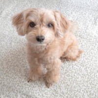 犬が飼い主を『怪しい』と感じているときの仕草や行動5つ　愛犬に不信感を抱かせないためにできることとは