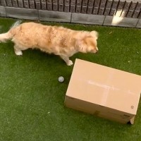 大型犬に『遊んでいた女の子が突然姿を消すドッキリ』を仕掛けてみたら…愛おしい結末に「イリュージョンｗ」「楽しそう」と2万再生