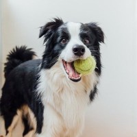 犬を散歩に連れていけないときの『室内の遊び』5選　簡単に運動不足を解消させる方法とは