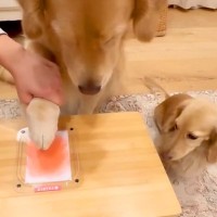 3匹の犬たちの『肉球スタンプ』を作った結果→個性があふれる微笑ましい光景が10万再生「最高に可愛すぎる…」「記念にいいですね」と絶賛の声