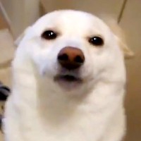 『間違ってなかった』人生で初めて犬を飼った結果→13年後…思わず涙がでる『現在の光景』が435万標示「大正解」「愛情伝わる」と絶賛