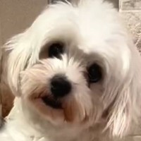 『人間が怖くて心を閉ざした犬』を保護→賢明にお世話をした結果…表情が全く違う『現在の姿』に「別犬かと思った」「笑顔泣ける」と感動の声