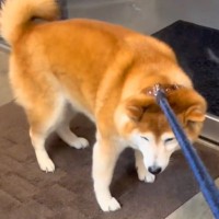 病院で診察を拒否する犬→看護師さんが迎えに来た途端…あまりにもちょろい『豹変っぷり』が365万再生「しっぽｗｗ」「前世絶対人間で草」