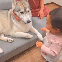 『犬は家族に順位を付けているのか』を調査してみたら…ホッコリが止まらない『尊い検証結果』が50万再生「全員可愛い」「なんて幸せなオチ」