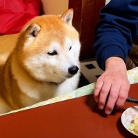 おばあちゃんの家で出前を取ることに→当然かのように犬が…とんでもなく可愛い『まさかの行動』が74万再生「人間みたいｗ」「癒される」と絶賛