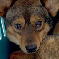 人間が苦手で『恐怖に怯えていた犬』を保護→たくさんの愛情を与えて50日後…当時では考えられない『嘘のような表情』に15万再生の反響