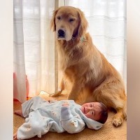 泣きそうな赤ちゃんをあやす大型犬→せっかく泣き止んだのに…まさかの『育児の厳しさを味わう光景』が7万再生「可愛すぎる兄弟」「困り顔ｗ」