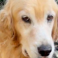 申し訳無さそうな顔で飼い主の元へやってきた大型犬…くわえていた『まさかのモノ』に困惑「離さないｗ」「好きすぎる」と23万再生の反響