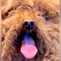 ボサボサで顔が見えなかった犬を保護→トリミングをした結果…まるで別犬のような『衝撃的な変化』と『最高の結末』が４万再生の反響