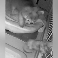 深夜、犬用カメラを覗くと『突然ケージに手が伸びてきて』…まさかの『怪奇現象の正体』が46万再生「驚き方かわいいｗ」「なかなかのホラー」