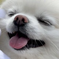 『じゃーん！』ピクニック中、サプライズで"犬が好きなぬいぐるみ"を持ってきたら…顔に出過ぎている『可愛い反応』に7万いいね「最高の笑顔」