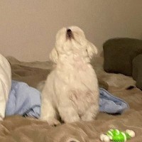 家の中で犬と『フリスビー』で遊んていたら…想定外だった『まさかのハプニング』に9万いいね集まる「嘘でしょｗ」「上見てるの笑った」と反響