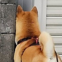 散歩中に野良猫を探す犬→『そこじゃない…』まるでお笑いのような『まさかの光景』にツッコミ殺到「あるあるｗ」「愛おしい」と1万いいね