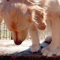 ドッグランに行った大型犬→自分より小さい子にビビりまくり…見た目からは想像できない『まさかの光景』に15万いいね「しょぼんｗ」「優しい」