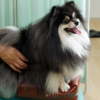 犬が『腰を痛めている』ときにみせる行動4つ　腰痛を引き起こす原因から飼い主にできる対処法まで