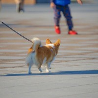 犬が『ゆっくり歩く』心理5選　ケガや病気で痛みを感じているときの症状まで