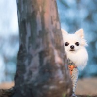 『犬見知り』な犬がみせる5つの行動　友達作りが上手になる方法はある？改善策をご紹介