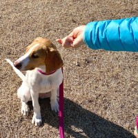 犬が『興味を示さない人』に共通する３つの特徴　無関心な時にする行動から仲を深めるためのコツまで