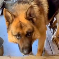 誰もが『もう人間とは暮らせない、処分になる』と思っていた犬…信じられない『絶望から変化をとげた姿』に涙腺崩壊「幸せに」「号泣」と感動の声