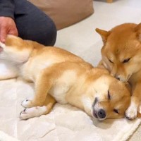 犬をマッサージをしていたら『まさかの助っ人』が登場→あまりにも『尊くて優しい時間』が16万再生「お姫様」「最高のリラックスタイム」と絶賛