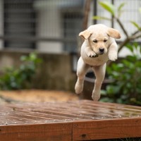 子犬を危険にさらしてしまうタブー行為３つ　愛犬の命を守るために知っておくべきこととは