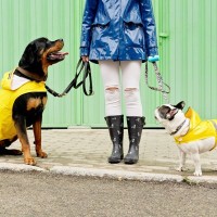 愛犬との『雨の日のお散歩』で役立つ便利グッズ5選　帰宅後のケアを快適にしてくれるアイテムをご紹介
