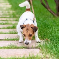 犬がお散歩中にする行動に隠された『4つの心理』　愛犬の安全を守るために知っておくべきこととは