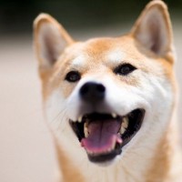 柴犬の外飼いは可能？メリット・デメリットと知っておきたい注意点