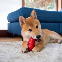 犬と楽しく簡単に遊べる『知育ゲーム』4選　愛犬に与える効果から遊び方のコツまでご紹介