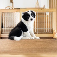 犬を飼うときに注意すべき『室内環境』5つ　危険なトラブルが起こりかねないポイントから対策法まで