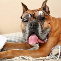 犬のことわざ、知ってる？日本の粋な表現から海外のユニークな教えまで徹底解説！