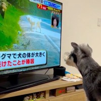 テレビの中でクマに襲われている犬→見ていたワンコがピンチを察して…次の瞬間に見せた『まさかの行動』が4万再生「たまらん」「優しい」と悶絶