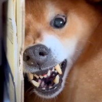 『風呂キャンセル界隈の犬』VS『絶対に入れたいパパ』の激闘…大喧嘩をする光景が90万再生「言葉理解して凄いｗ」「中に人が入ってる」と爆笑