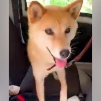 大喜びで散歩に出かけた犬→帰宅後…あからさま過ぎる『切ない光景』が1000万再生越えの大反響「チーンって感じｗ」「なんか老けてて草」