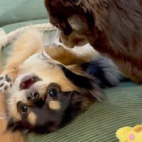 先輩犬に追い詰められた犬→自分の強さを示そうとして…予想もつかなかった『抵抗の仕方』が50万再生「可愛すぎて声出たｗ」「爆笑した」の声