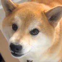 『どうせ置いて行くんでしょ…』パパの仕事が大嫌いな犬→引き留めるためにした『まさかの行動』が146万再生「八つ当たりで草」「笑ったｗ」