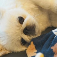 『赤ちゃんのベッドに乗っちゃダメ』と言われた犬→どうしても側にいたくて…『尊すぎる対処法』に1万いいね「なんて優しいの」「感動」と絶賛