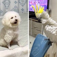 AIで『犬とオウムを擬人化』してみたら…衝撃的な『まさかの出力結果』に34万表示の反響「増えてて草」「おっさんｗ」と爆笑