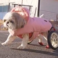 『犬は喜んでるの？』足が動かない"車いすの犬"を散歩中、知らない人から声をかけられ…予想できなかった結末に「素敵な方でよかった」と感動