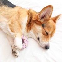 犬が寝ながら『ピクピク動いている』時の理由３つ　体に異常はある？主な原因や注意点を解説