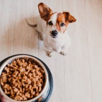 犬の体調不良を招く『ご飯の与え方』5選　良かれと思ってやっている行動が愛犬を苦しめていることも…