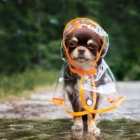 犬が『雨の中のお散歩』に行きたくない理由3つ　無理にでも連れて行くべき？雨天時の注意点まで