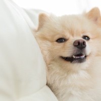 犬が無理に笑う『ストレススマイル』とは　ネガティブな理由が隠されているかも？見分ける方法まで