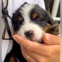 3キロだった超大型犬の赤ちゃん→たった半年後…衝撃的な『8倍の体重になった光景』が11万再生「成長早すぎｗ」「こんな大きくなるの？」