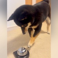 『ベル鳴らして』と犬にお願いしてみた結果…自分の足の長さを把握していない『尊すぎる行動』に1万いいね「一生懸命で可愛い」「空振りあんよ」